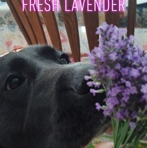 Meet your Posher, Judy